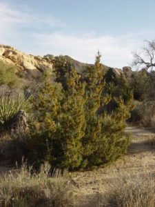 800px-california_juniper