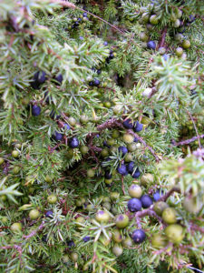 800px-juniperus_communis_at_valjala_on_2005-08-11