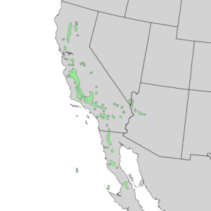 juniperus_californica_range_map_3