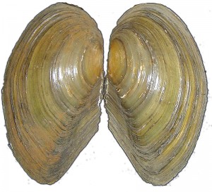 Freshwater Clams/Mussels