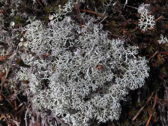 Edible Lichens (often referred to as mosses)