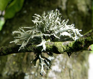 Edible Lichens (often referred to as mosses)