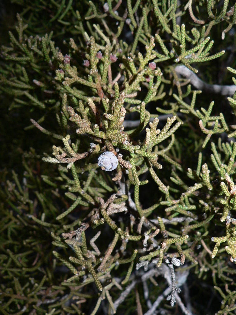 Juniper Berries